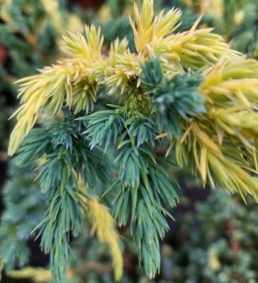 Juniperus squamata Golden Flame