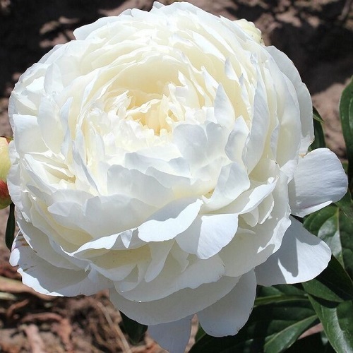 Paeonia Elsa Sass_1