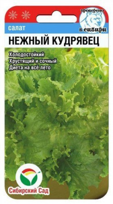 Салат Нежный кудрявец