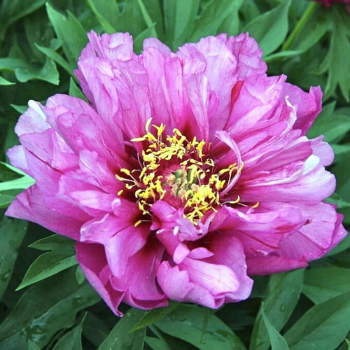 Paeonia itoh Morning Lilac_2