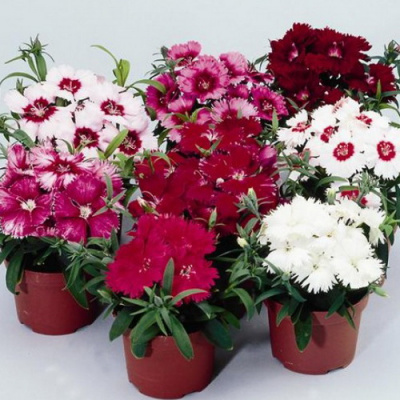 Dianthus Diana Mix