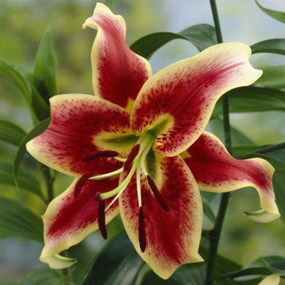 Lilium Sheherezade