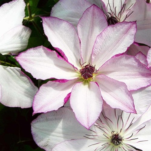 Clematis Omoshiro_3