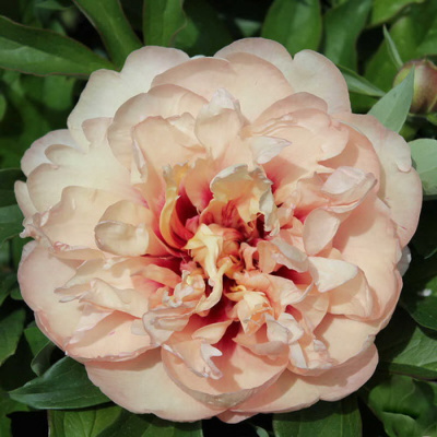 Paeonia Oochigeas
