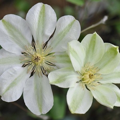 Clematis Guernsey Cream_2