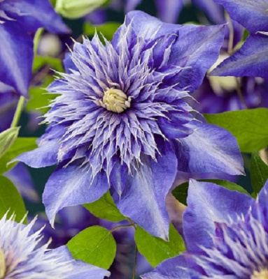 Clematis Multi Blue2