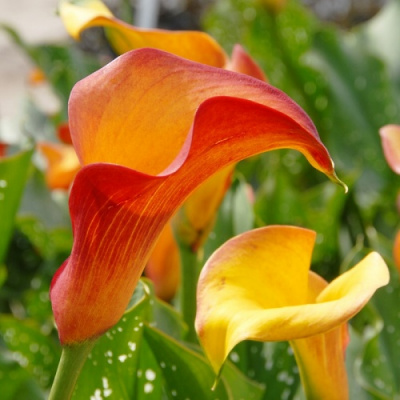 Zantedeschia Flame
