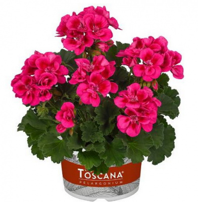 Пеларгония Castello Claire Rose Red Ey