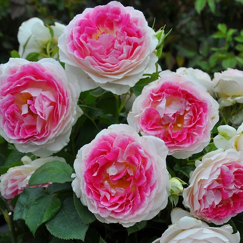 Rosa Guernsey_1