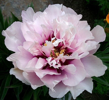 Paeonia Cora Louise_2