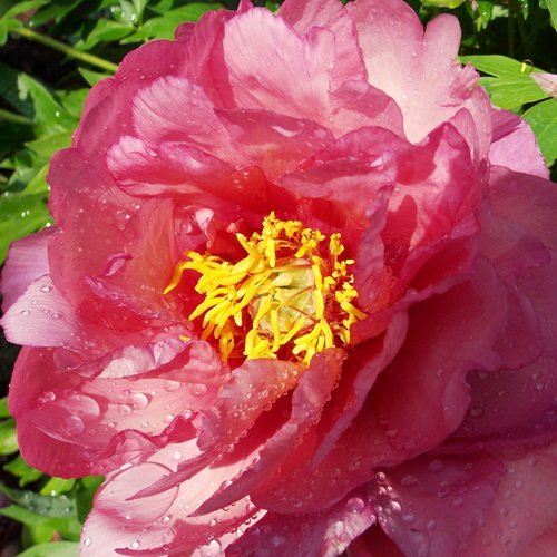 Paeonia Pink Double Dandy_2