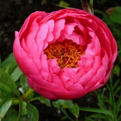 Paeonia Cytherea