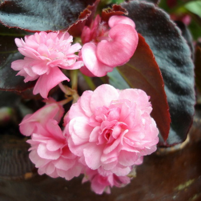 Begonia 'Gumdrop Coco Rose_1