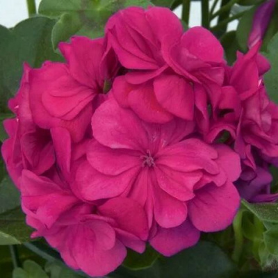 Пеларгония Pelargonium Royal Blue (плющелистная)