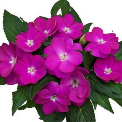 Impatiens New Guinea Paradise Moyo