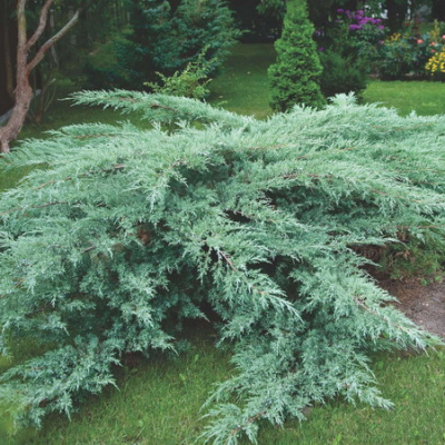 Juniperus virginiana Grey Owl