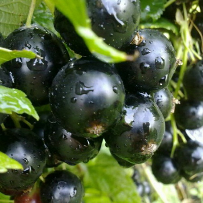 smorodina dobrinya