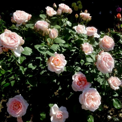 Rosa Clair Renaissance_4