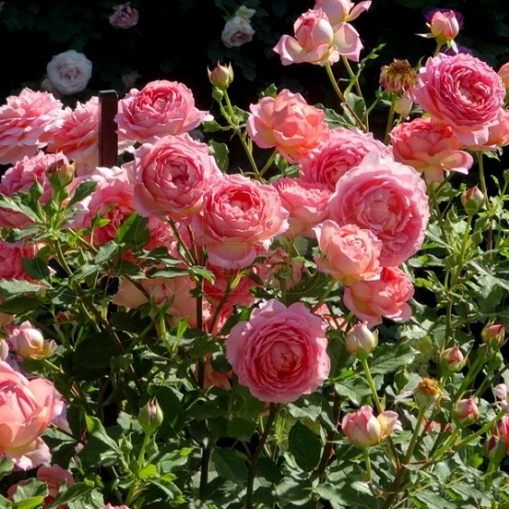 Rosa Jubilee Selebration_5