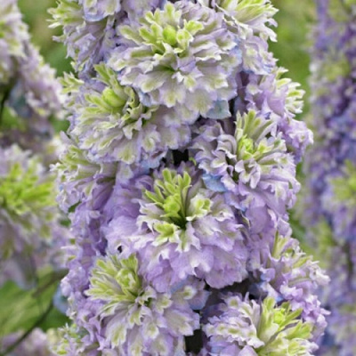 Delphinium Highlander Crystal Delight
