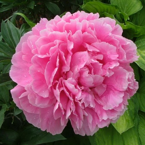 paeonia_alexander_fleming_3