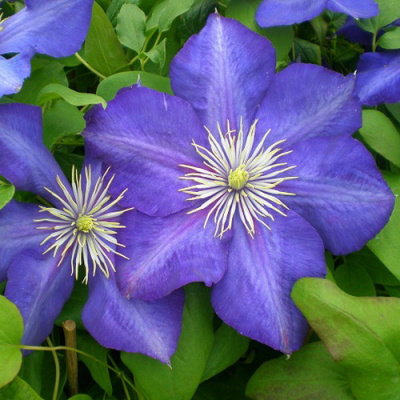 Clematis Lady Betty Balfour