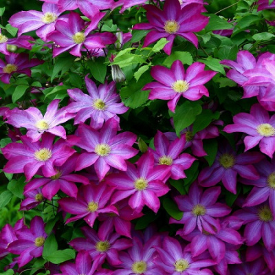 Clematis Kakio (Pink Champagne)
