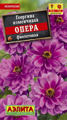 Георгина Опера фиолетовая