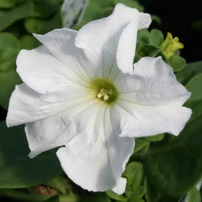 PETUNIA Lupo White