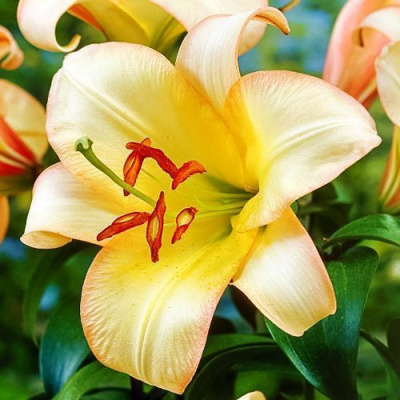 Lilium Boogie Woogie