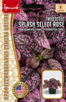 Гипоэстес Splash Select Rose