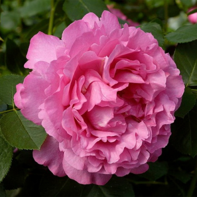 Rosa Yves Piaget