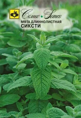 Мята Сиксти