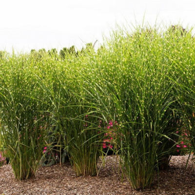 Miscanthus Strictus_1
