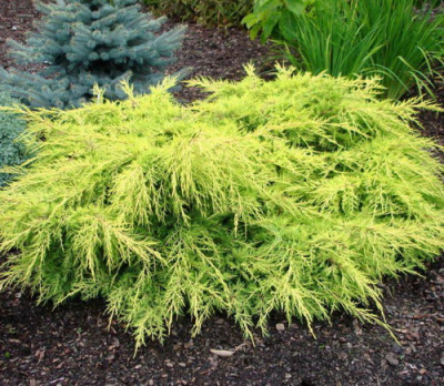 Juniperus media Gold Star1