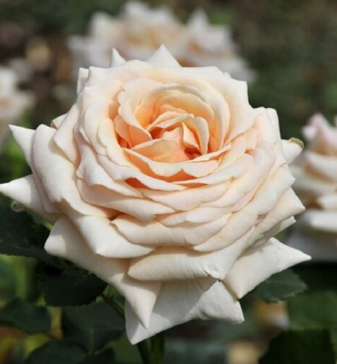 Rosa Paul Ricard