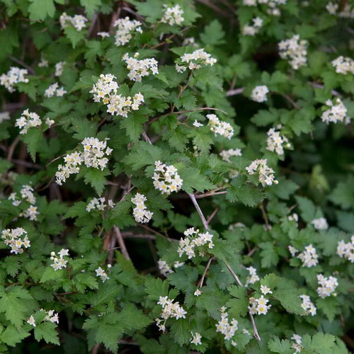 Stephanandra Crispa