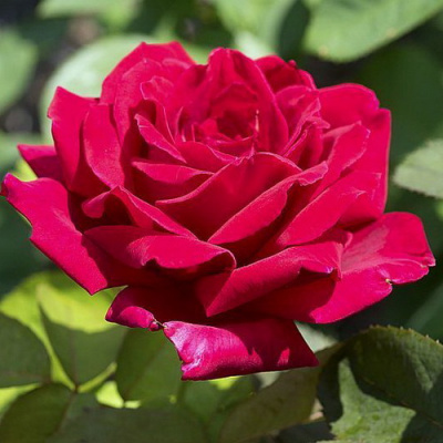 Rosa Chrysler Imperial