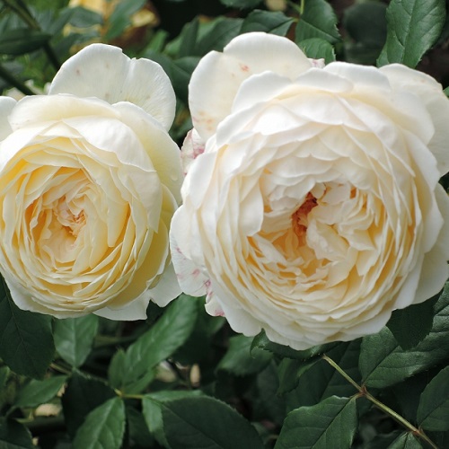 Rosa Claire Austin_3
