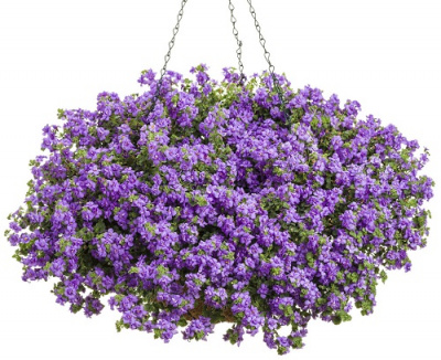 Bacopa Double Indigo Blue