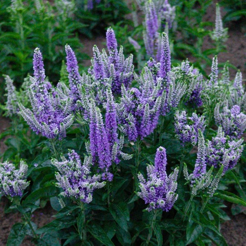 Veronica spicata Blue Bomb_1