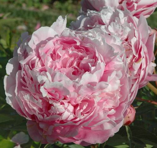 Paeonia Albert Crousse_2