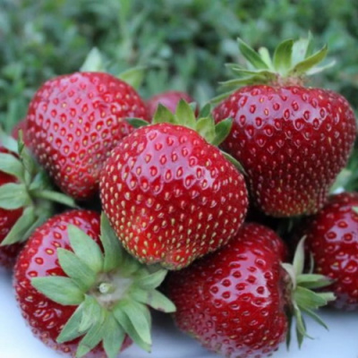 Fragaria Malwina