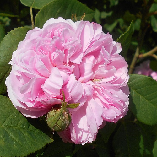 Rosa Jacgues Cartier_3