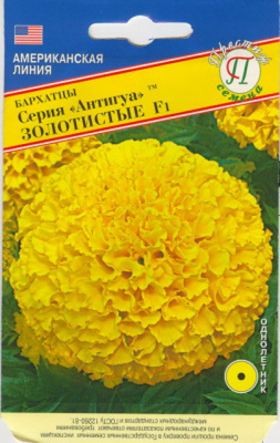 Бархатцы Антигуа Золотые (Престиж)