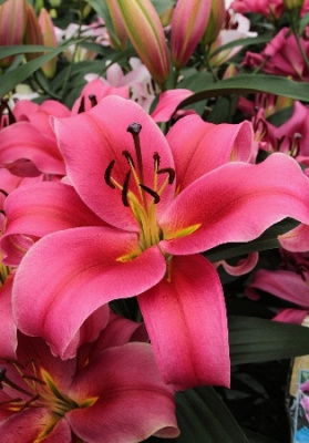 Lilium Imprato
