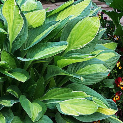 Hosta Mata Hari