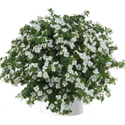 Bacopa Scopia Gulliver Compact White