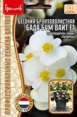 Бегония Бада Бум Вайт
