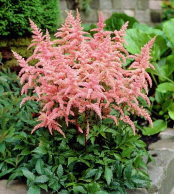 Astible arendsii Bressingham Beauty (1)